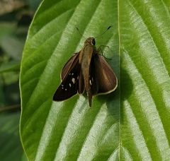 Pelopidas mathias