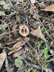 Juglans