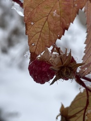 Rubus idaeus