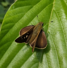 Pelopidas mathias