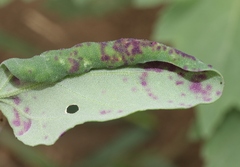 Norvellina chenopodii