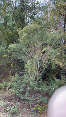 Baccharis halimifolia