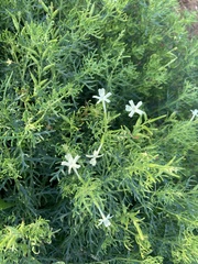 Chascanum hederaceum