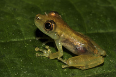Scinax