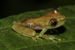 Scinax