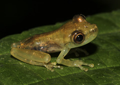 Scinax
