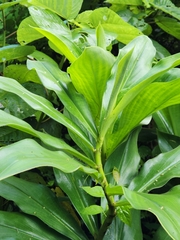 Costus pulverulentus