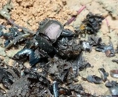 Paragymnopleurus sparsus