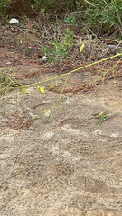 Sesbania vesicaria
