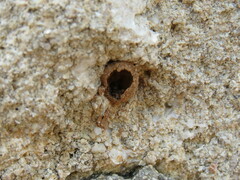 Eumenes mediterraneus