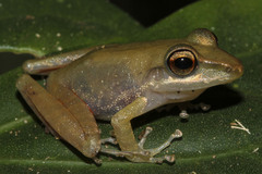 Eleutherodactylidae