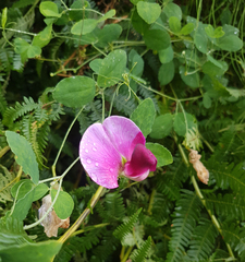 Lathyrus grandiflorus