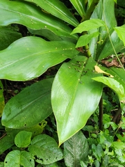 Costus pulverulentus