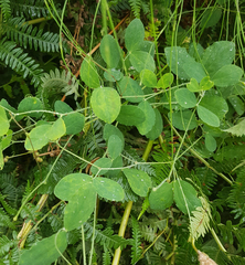 Lathyrus grandiflorus