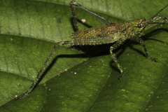 Ensifera
