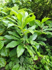 Costus pulverulentus