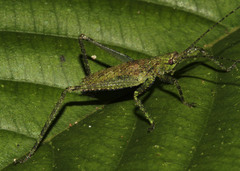Ensifera
