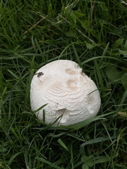 Agaricus arvensis