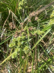 Cyperus virens