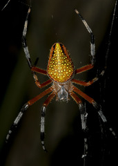Eriophora nephiloides