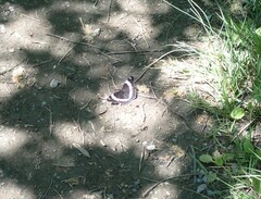 Limenitis arthemis rubrofasciata