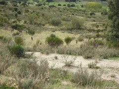 Lavandula pedunculata