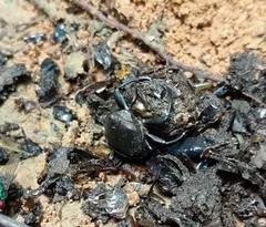 Paragymnopleurus sparsus