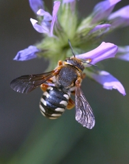 Rhodanthidium septemdentatum