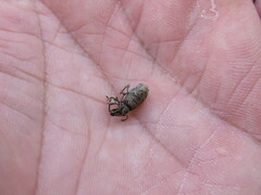 Otiorhynchus parvicollis