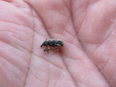 Otiorhynchus parvicollis