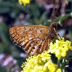 Boloria tritonia