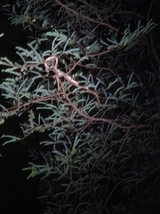 Dendrelaphis tristis