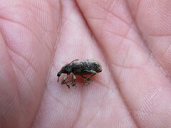 Otiorhynchus parvicollis