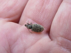 Otiorhynchus parvicollis
