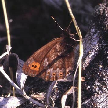 Erebia dabanensis