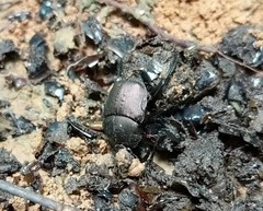 Paragymnopleurus sparsus