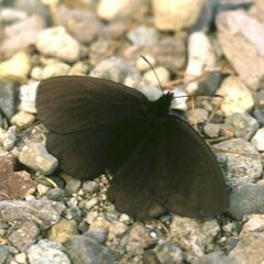 Erebia sachaensis