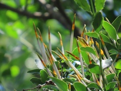 Agelanthus natalitius