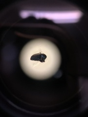 Hylesinus californicus