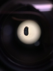 Hylesinus californicus