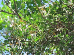 Agelanthus natalitius