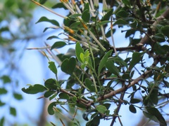 Agelanthus natalitius