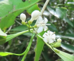 Tricalysia capensis