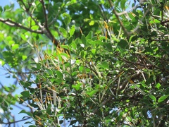 Agelanthus natalitius