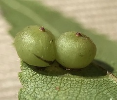 Caryomyia deflexipili