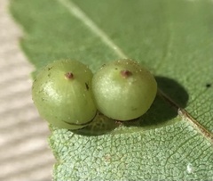 Caryomyia deflexipili