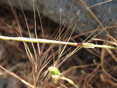 Gastridium phleoides