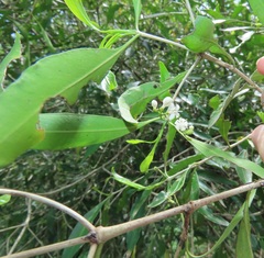 Tricalysia capensis