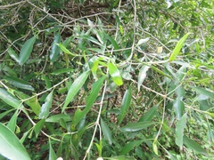 Tricalysia capensis