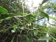 Tricalysia capensis